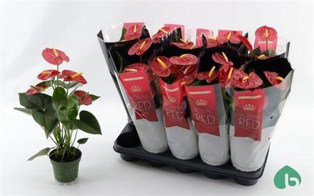 <h4>Anthu An Royal Champ ** 6-8 Bloemen **</h4>