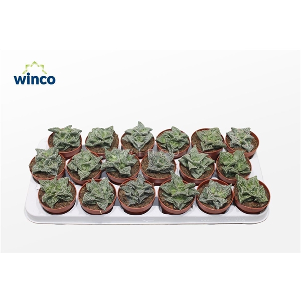 <h4>Faucaria Monstruoza</h4>
