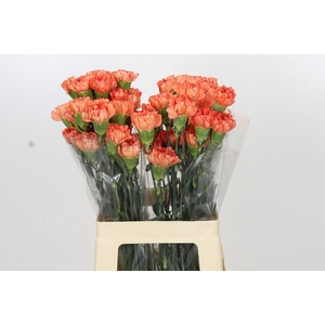 Dianthus St Cowboy