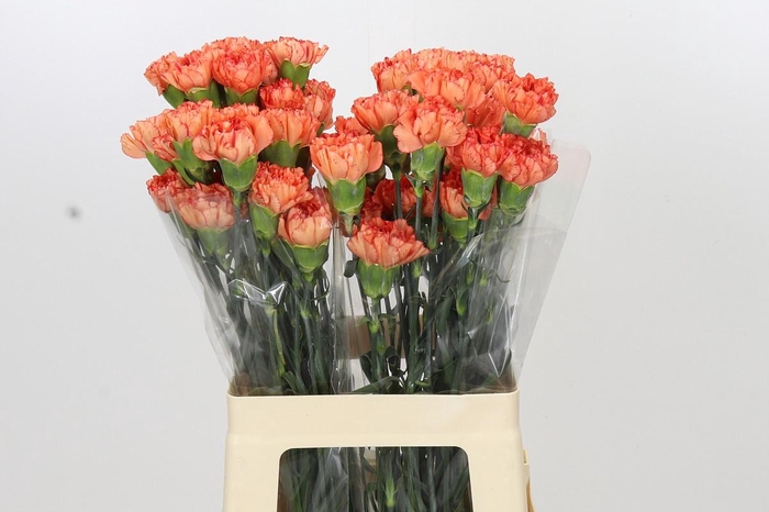 <h4>Dianthus St Cowboy</h4>