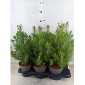 Pinus pinea 'Silver Crest'