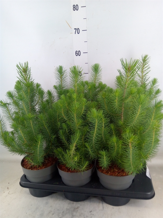 <h4>Pinus pinea 'Silver Crest'</h4>