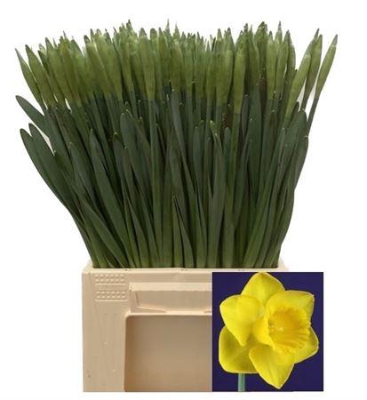 <h4>Narc T Dutch Master</h4>