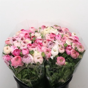 Ran El White Stripes Super