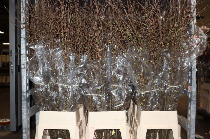 <h4>Chaenomeles Superba</h4>