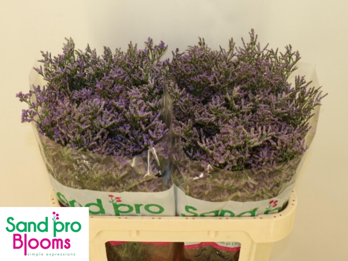 <h4>LIM SAF CLASSIC BLUE</h4>