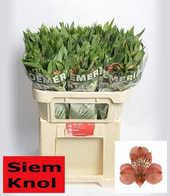 <h4>ALSTR ESTEE</h4>