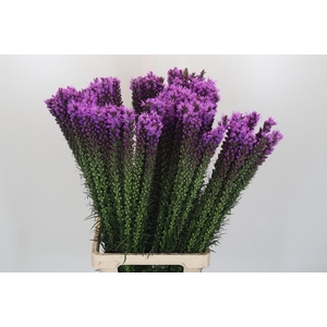 Liatris Callilepis Forest Lodge