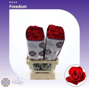 Rosa gr Freedom
