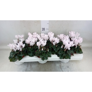 Cyclamen KL 'Midori'