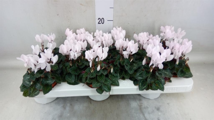 <h4>Cyclamen KL 'Midori'</h4>