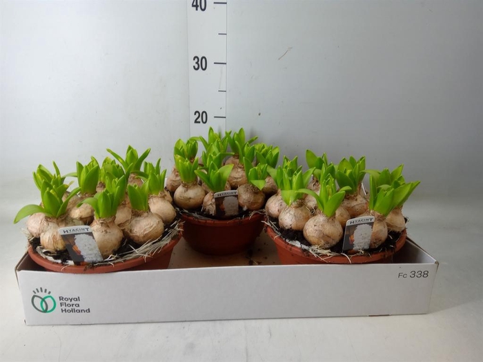 <h4>Hyacinthus orie. 'Pearl White'</h4>