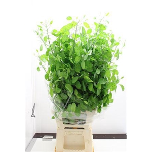 Lunaria Ann Groen