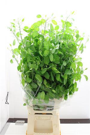 <h4>Lunaria Ann Groen</h4>