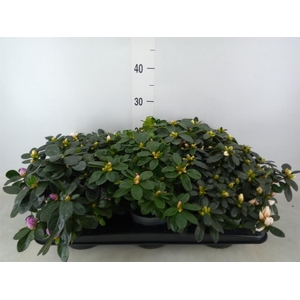 Rhododendron sim.   ...