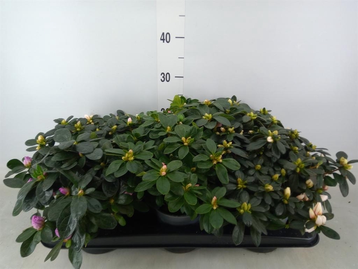 <h4>Rhododendron sim.   ...</h4>