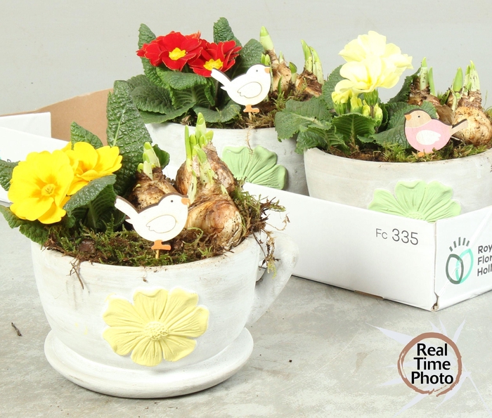 <h4>ARR TUINPLANTEN</h4>