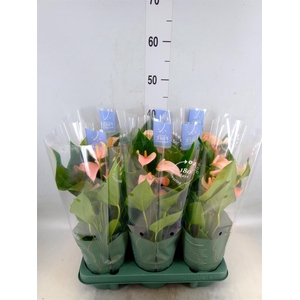 Anthurium andr. 'Joli Peach'