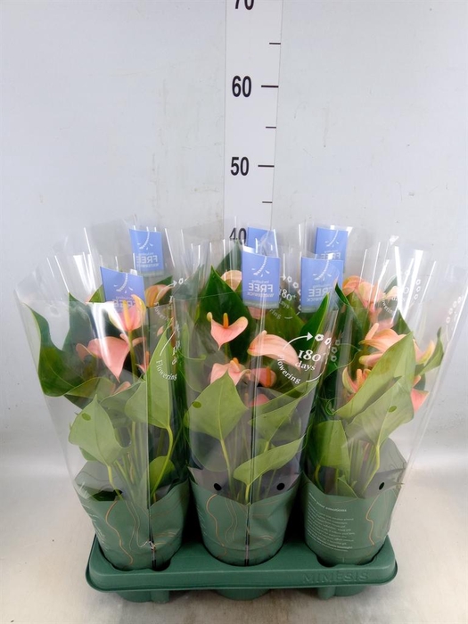 <h4>Anthurium andr. 'Joli Peach'</h4>