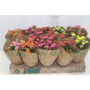 KALANCHOE DOBRADO P11