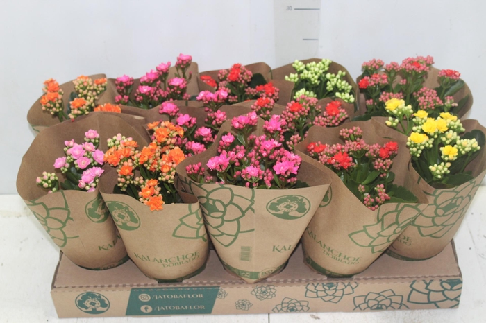 <h4>KALANCHOE DOBRADO P11</h4>