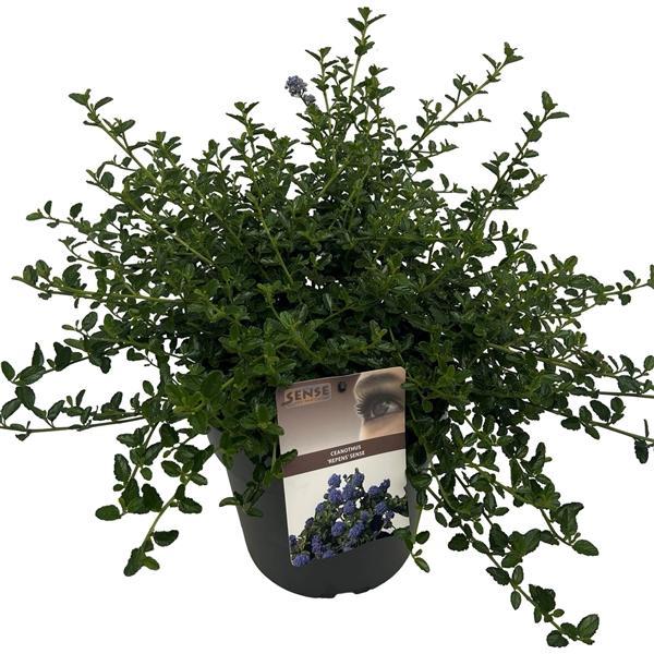 <h4>Ceanothus thursiflorus var. 'Repens' sense</h4>