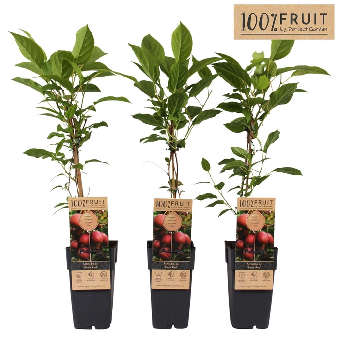 <h4>Actinidia arguta</h4>