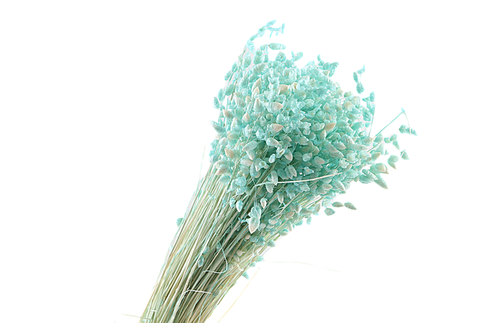 Briza Max Mint