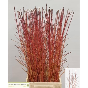 CORNUS SA WINTER BEA