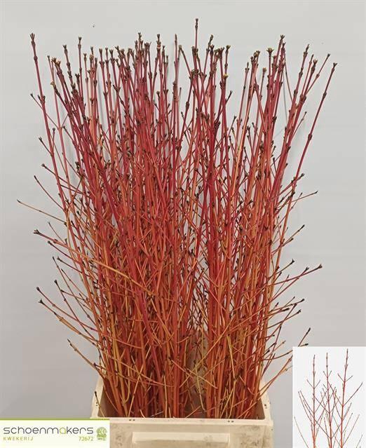 <h4>CORNUS SA WINTER BEA</h4>