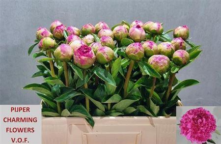 <h4>Paeo L Pink Jazz</h4>