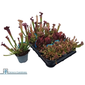 SARRACENIA OV