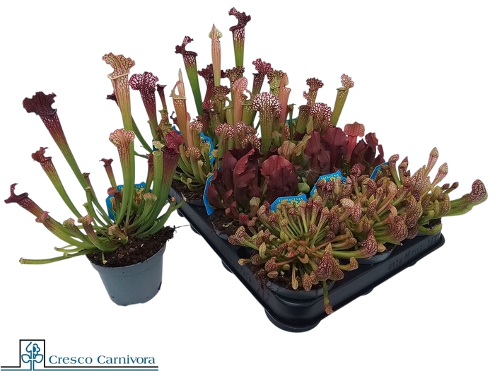 <h4>SARRACENIA OV</h4>