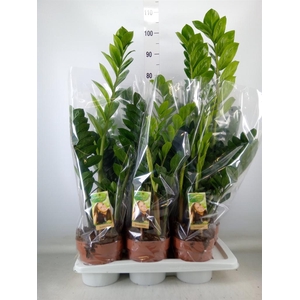 Zamioculcas zamiifolia