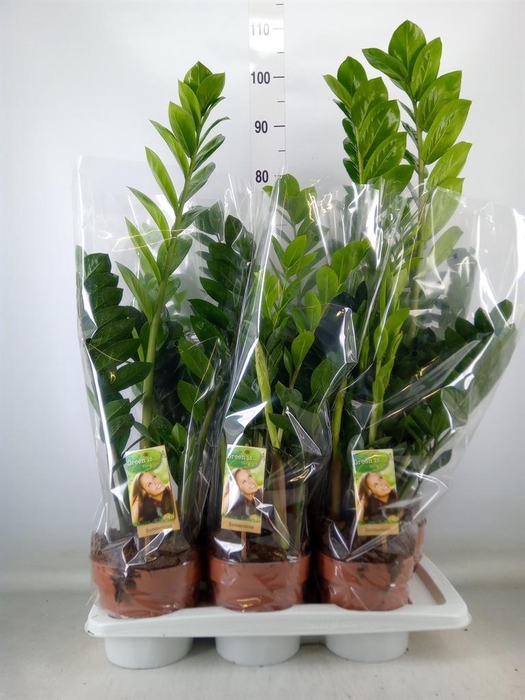 <h4>Zamioculcas zamiifolia</h4>