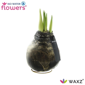No Water Flowers Waxz® Univerz Deep Black(Decorum)