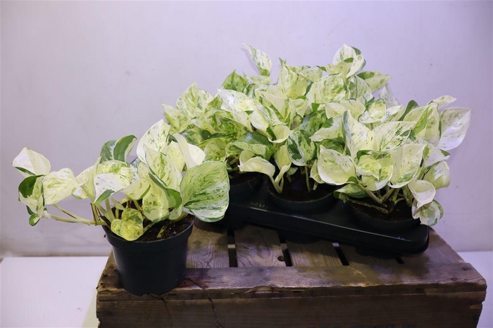 <h4>Epipr Happy Leaf</h4>