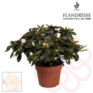 Azalea Flandresse® 'wit' 30 - 32 cm