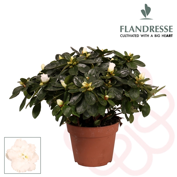 <h4>Azalea Flandresse® 'wit' 30 - 32 cm</h4>