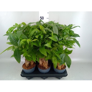 Pachira aquatica
