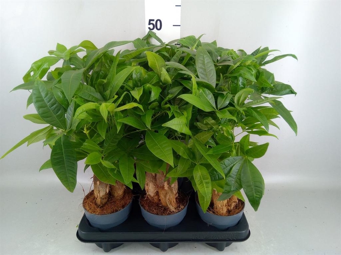 <h4>Pachira aquatica</h4>