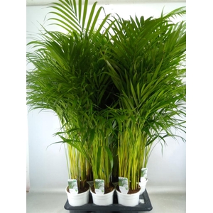 Dypsis lutescens   ...Chrysalidoca