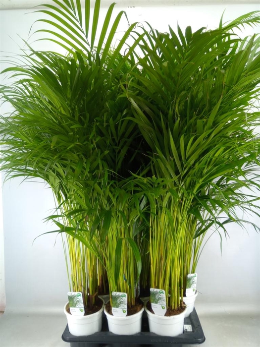 <h4>Dypsis lutescens   ...Chrysalidoca</h4>