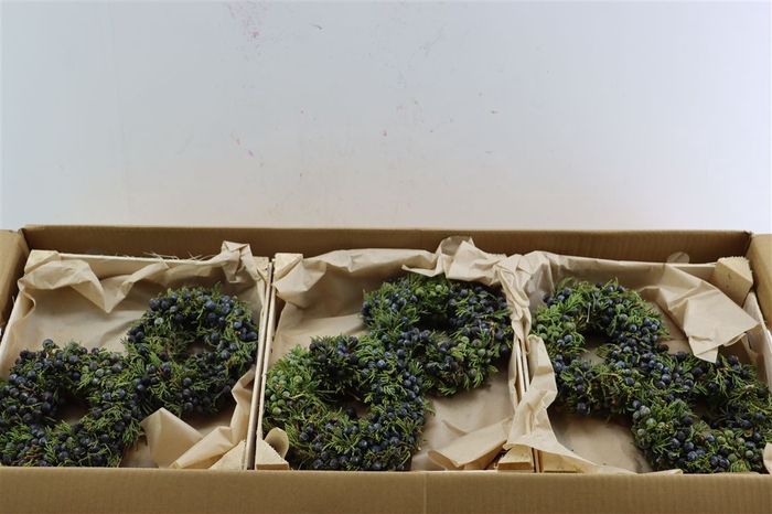 <h4>Wr Sierfruit Juniperus Blue 20cm</h4>