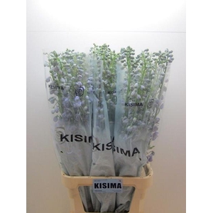 Delph Magical Lavender Kisima