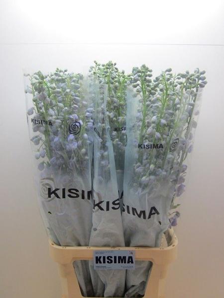 <h4>Delph Magical Lavender Kisima</h4>