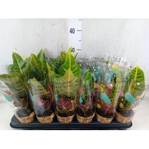 Codiaeum var. KL   ...mix 2