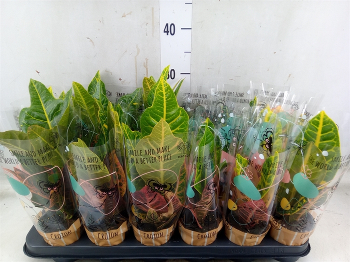 <h4>Codiaeum var. KL   ...mix 2</h4>