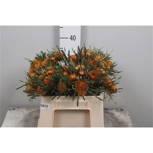 Banksia Dryandra
