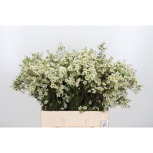 Chame Ivory Pearl